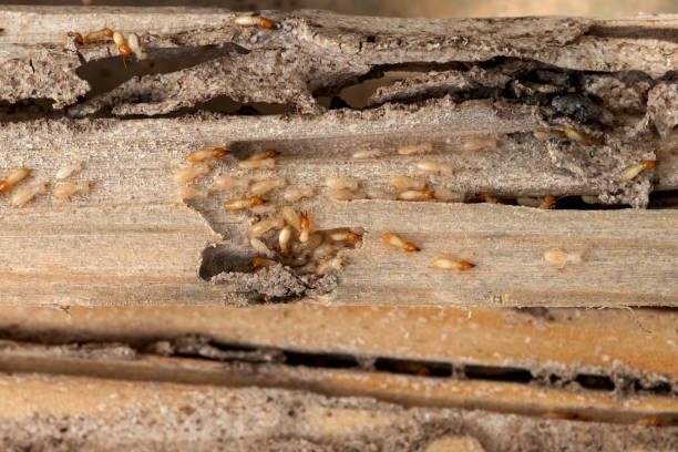 Best Affordable Pest Control Services  in Lake Andes, SD