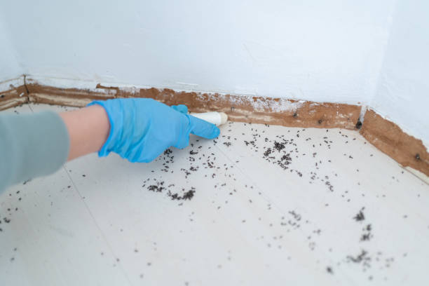 Best Pest Control Near Me  in Lake Andes, SD